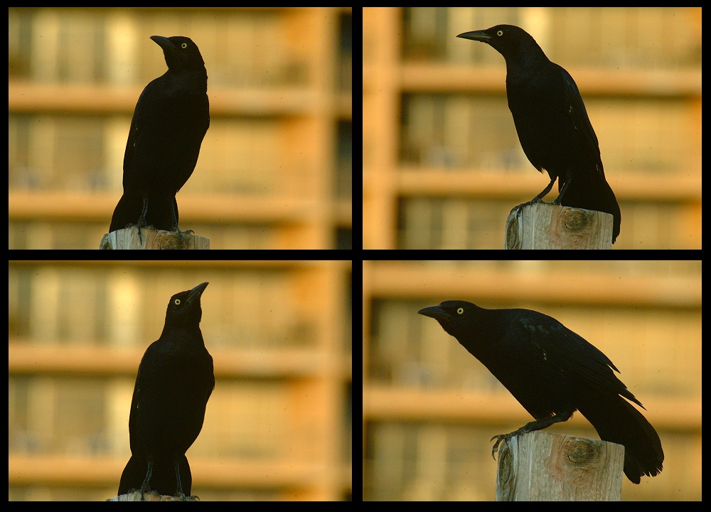 (12) crow montage.jpg   (1000x720)   227 Kb                                    Click to display next picture
